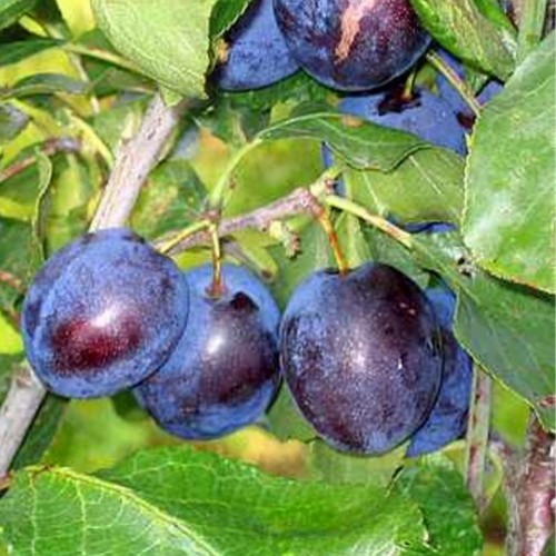 Prunus domestica 'Suhkruploom' - Aed-ploomipuu 'Suhkruploom' C7/7L